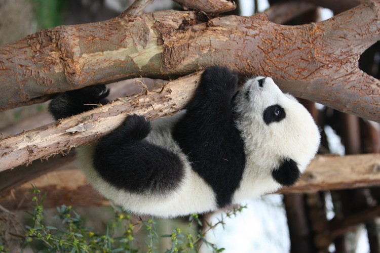 Panda Days1.jpg