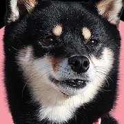 Mie