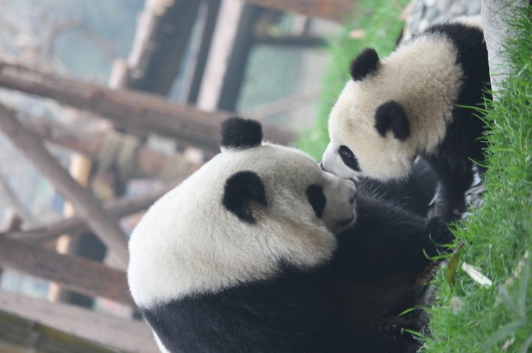 Panda Days9.jpg