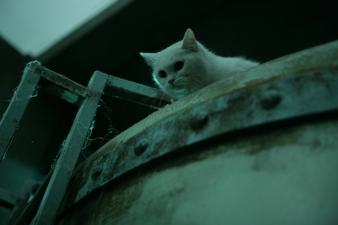 The Cat (Korean Movie) - AsianWiki