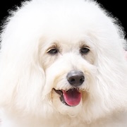 Love is for the Dogs-Shogun.jpg