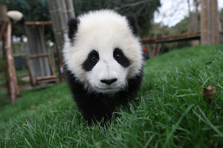 Panda Days7.jpg