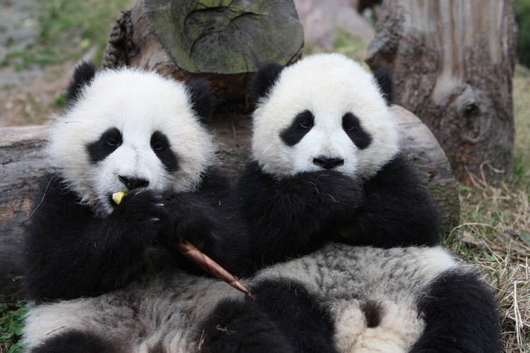 Panda Days5.jpg