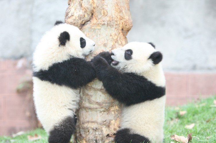 Panda Days2.jpg