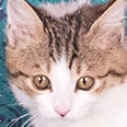 The Water Flows to the Sea-cat.jpg
