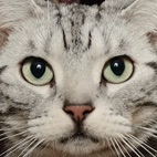 Gou Gou, The Cat 2 (Japanese Drama)-Gou Gou.jpg