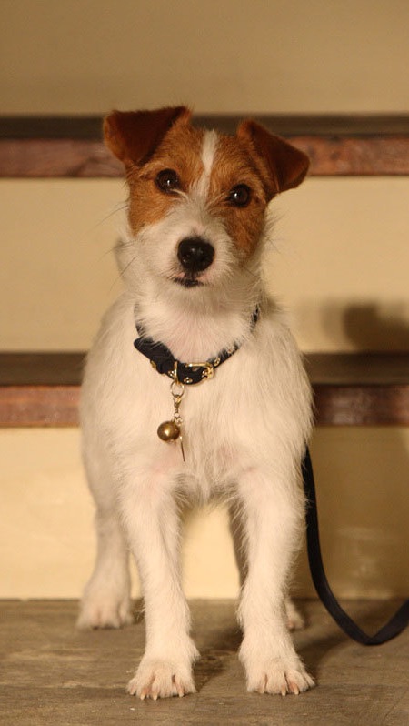 Gary (Terrier)-p01.jpg