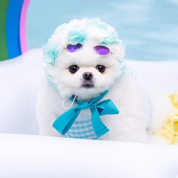 Byul-Pomeranian-p1.jpg