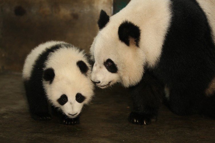 Panda Days8.jpg