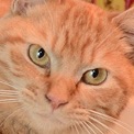 Gou Gou, The Cat 2 (Japanese Drama)-Bi.jpg