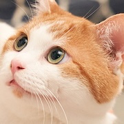 The Catstody War-cat.jpg