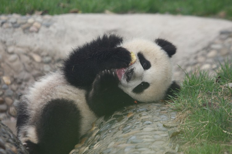 Panda Days3.jpg